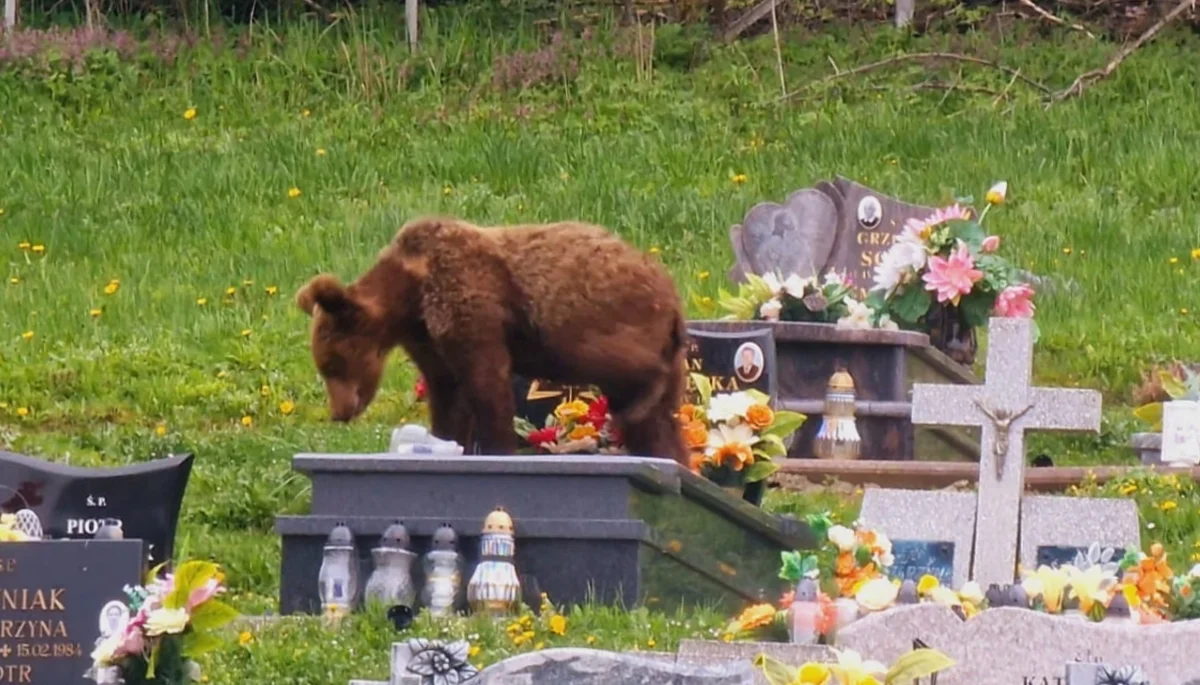 Młody niedźwiedź coraz częściej pojawia się w Wołkowyi i okolicznych miejscowościach. Tym razem widziany był na cmentarzu - Zdjęcie główne