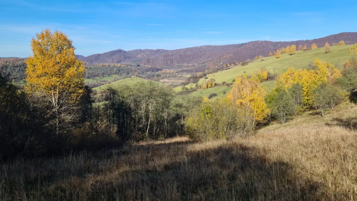 Tam, gdzie dziś rośnie las, kiedyś były pola uprawne, czyli jak Bieszczady stawały się dzikie [WIDEO] - Zdjęcie główne