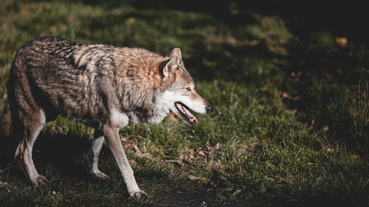 Wilk nie będzie już gatunkiem ściśle chronionym. Jakie może mieć to konsekwencje? - Zdjęcie główne