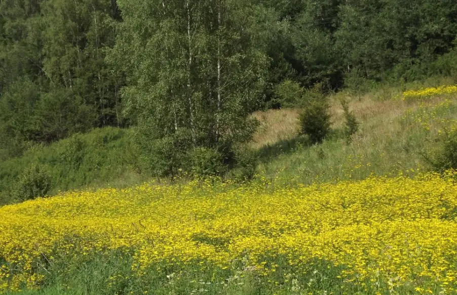 fot. Asia Paś / łany rudbeki