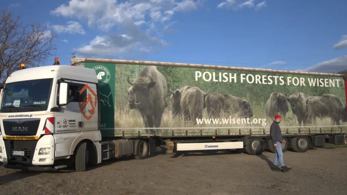 Bieszczadzkie żubry dotarły w Rodopy. Trzy samice dołączą wkrótce do wolno żyjącego stada [FILM] - Zdjęcie główne