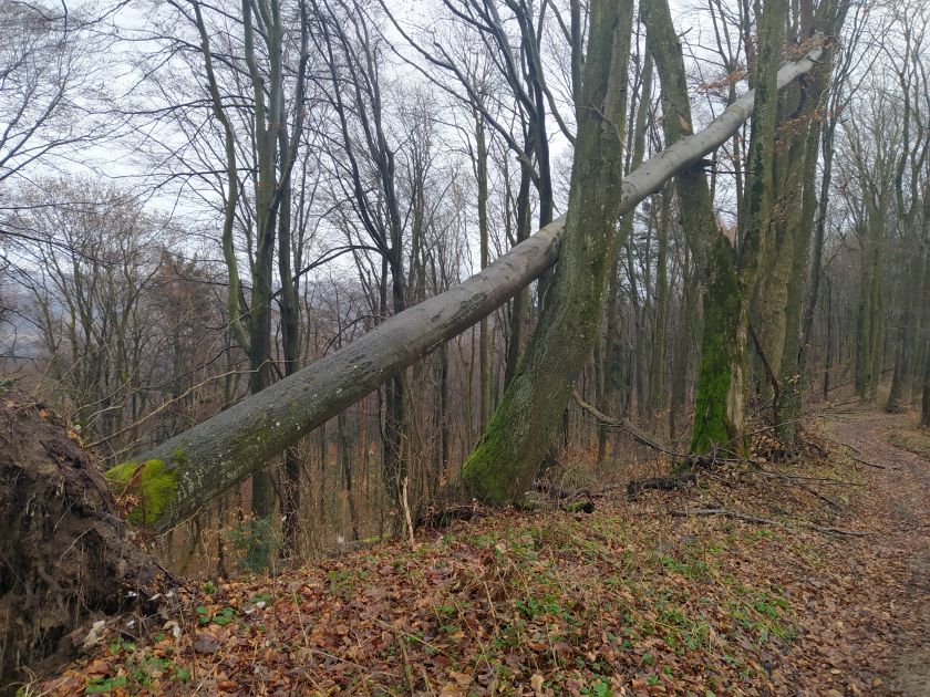 Ostrzeżenie IMGW przed silnym wiatrem! - Zdjęcie główne