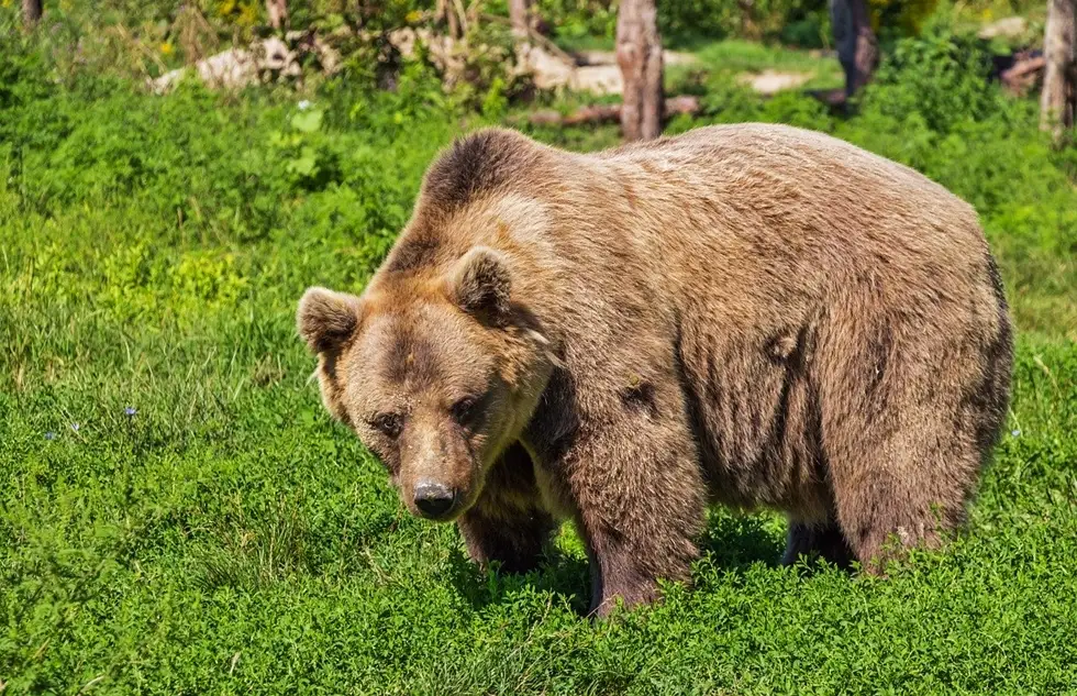 Jak się zachować, gdy spotkasz niedźwiedzia na szlaku? - Zdjęcie główne