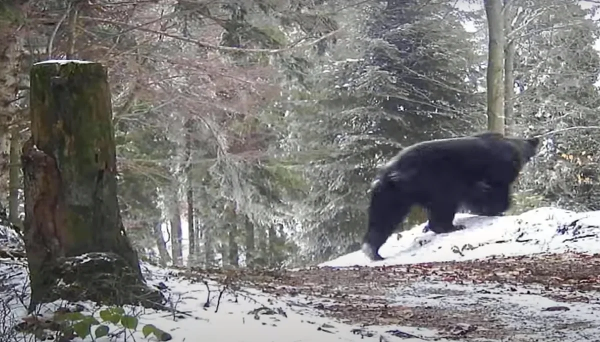 Bieszczady. Niedźwiedź przebiegł przed samochodem podleśniczego. Nagranie z tego momentu można obejrzeć w internecie [WIDEO] - Zdjęcie główne