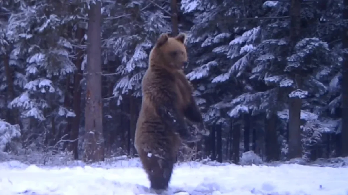 Bieszczady. Niedźwiedź stojący na dwóch łapach nagrany przez fotopułapkę. "Rozgląda się szukając wiosny" [WIDEO] - Zdjęcie główne