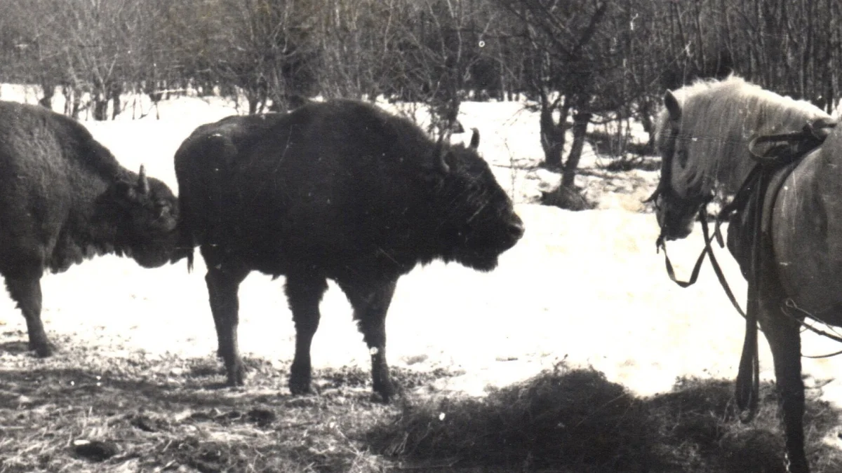 Mija 60 lat od powrotu żubra w Bieszczady. Dziś to najliczniejsze stado na świecie bytujące w górach [ARCHIWALNE ZDJĘCIA] - Zdjęcie główne