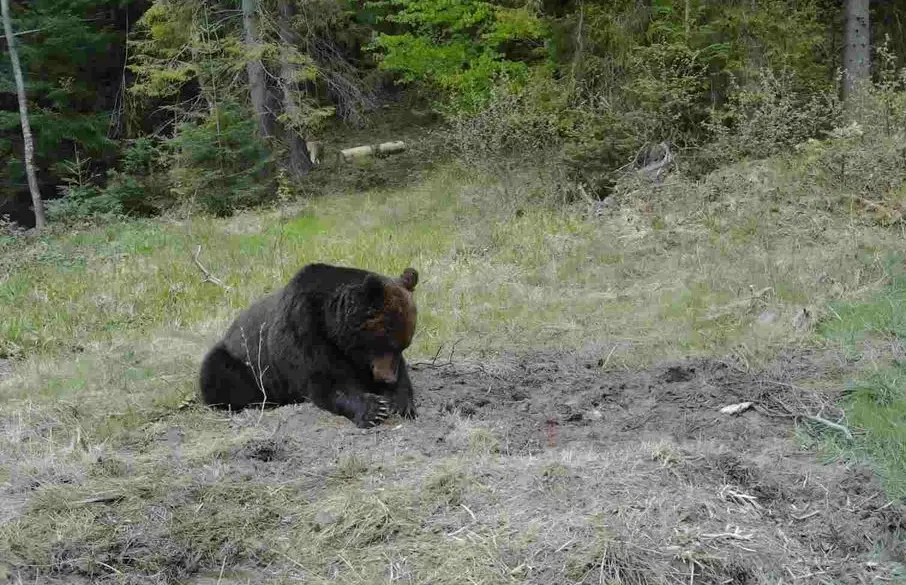 Co robi niedźwiedź gdy się przestraszy [VIDEO] - Zdjęcie główne