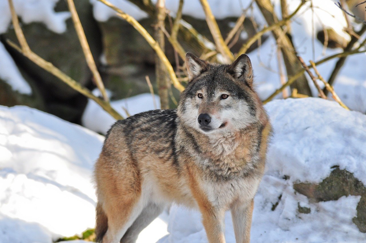 Opowieść Jędrusia Ciupagi o przyjaźni wilków z człowiekiem - Zdjęcie główne