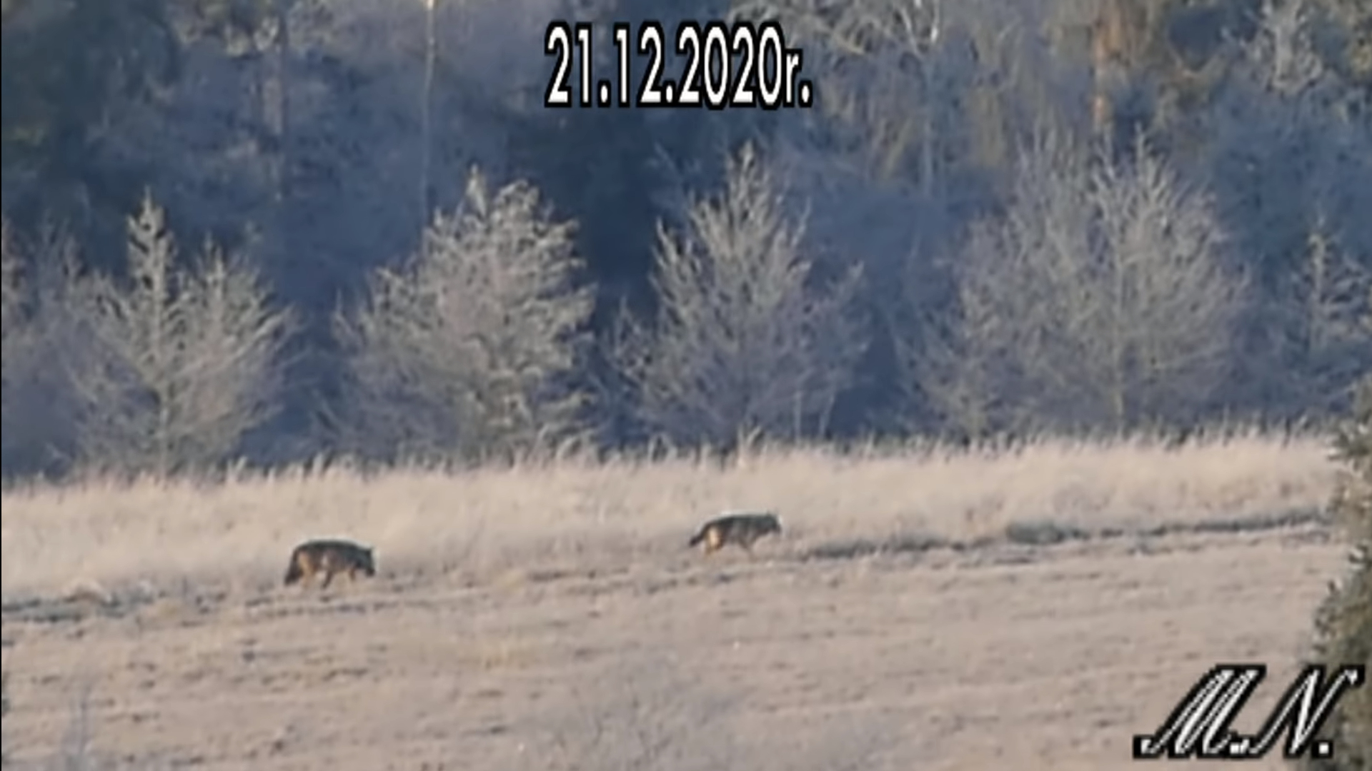 Wilki nagrane na drodze w Bieszczadach - Zdjęcie główne