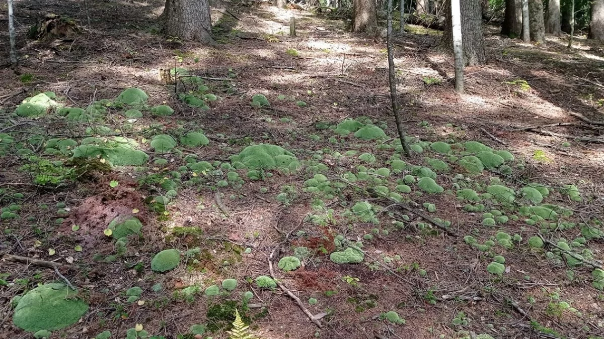 Bieszczady i powiat bieszczadzki lasami stoją - Zdjęcie główne