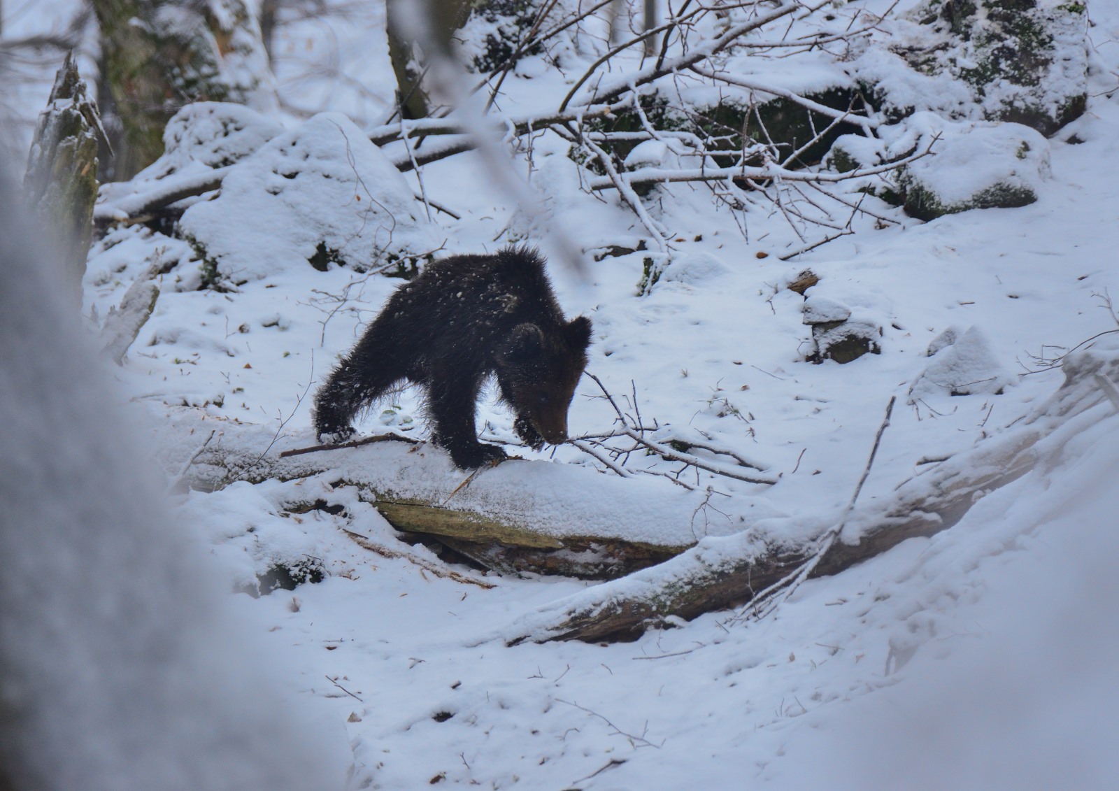 Nie wszystkie bieszczadzkie niedźwiedzie zapadły w sen zimowy [VIDEO] - Zdjęcie główne