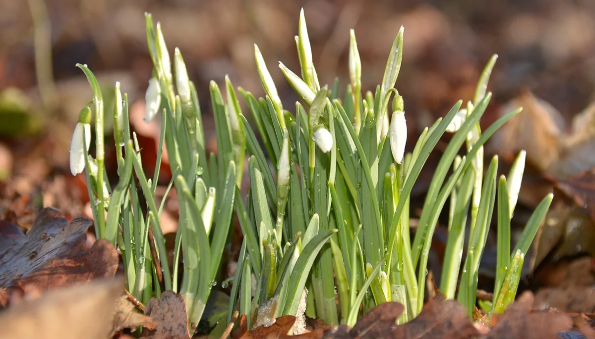W Bieszczadach pojawiły się pierwsze oznaki wiosny. "To o półtora miesiąca za szybko" - Zdjęcie główne