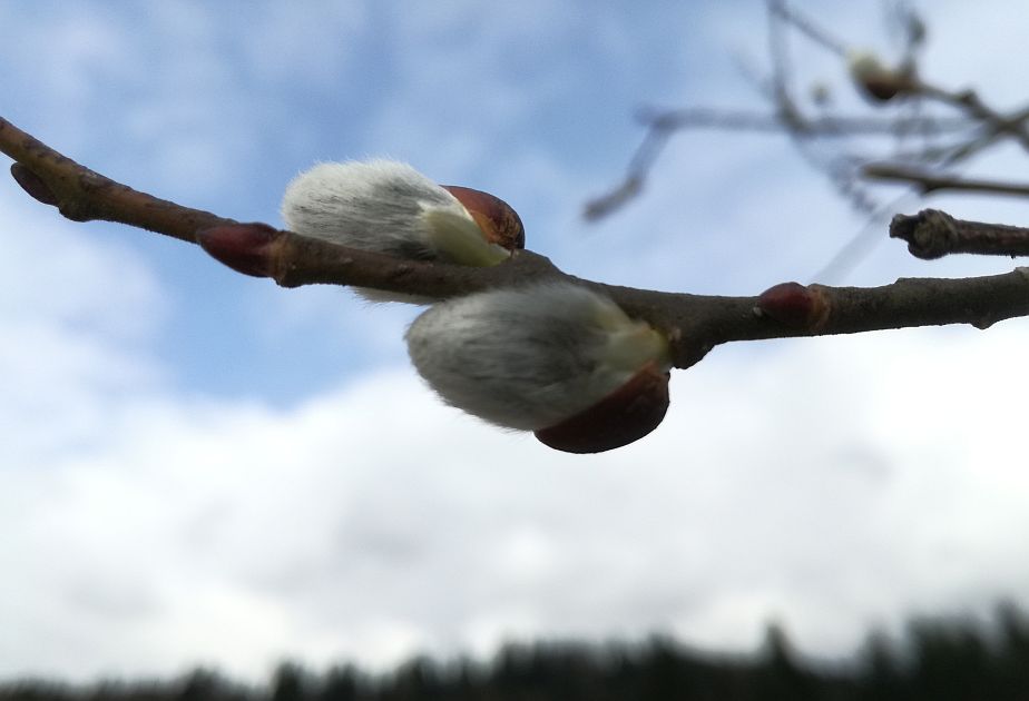 Pierwszy dzień wiosny. Jak ją witano w Karpatach Wschodnich? - Zdjęcie główne