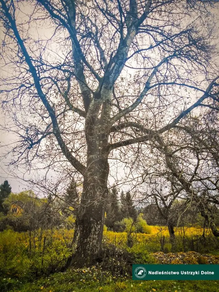 Nadleśnictwo Ustrzyki Dolne / Topola biała, białodrzew (Populus alba L). Obwód pnia 400cm - Leśnictwo Łodyna