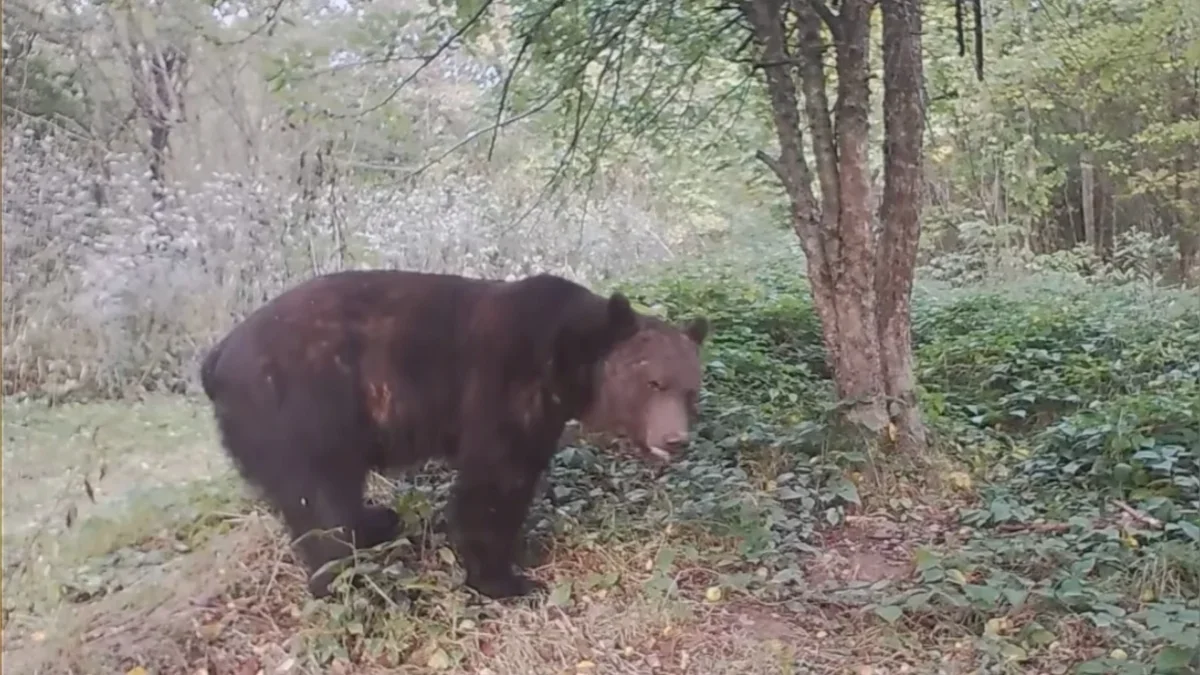 Bieszczady. Niedźwiedź nagrany na fotopułapce podczas buszowania w bieszczadzkim sadzie [WIDEO] - Zdjęcie główne