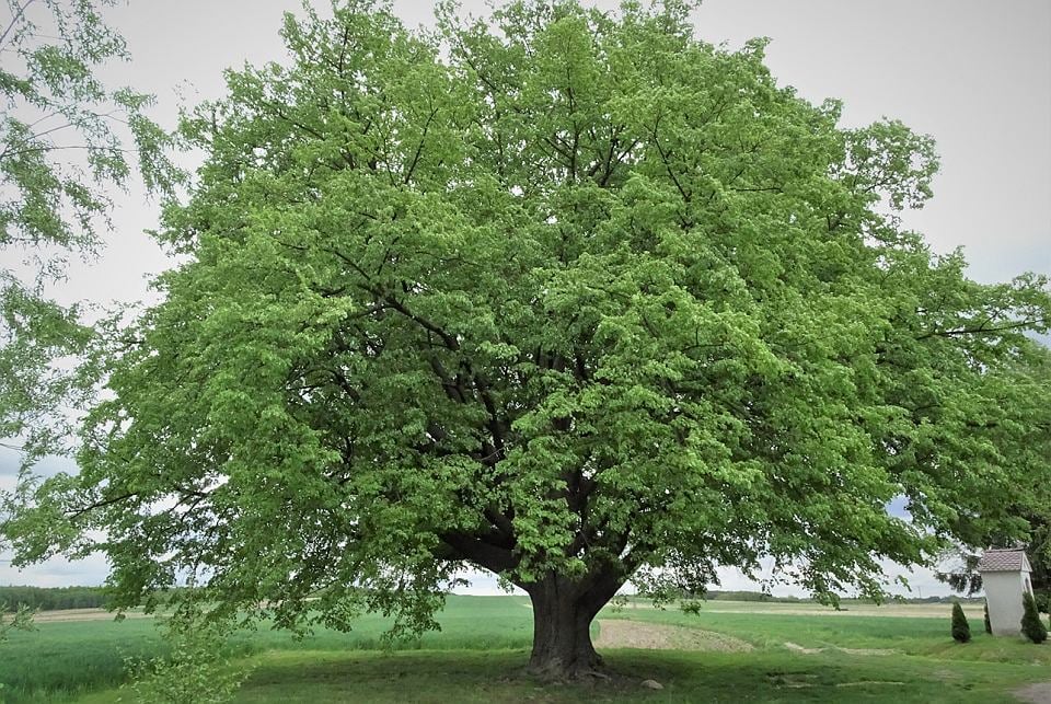 Konkurs na Europejskie Drzewo Roku 2021 rozpoczęty. Głosujmy! [ZDJĘCIA] - Zdjęcie główne