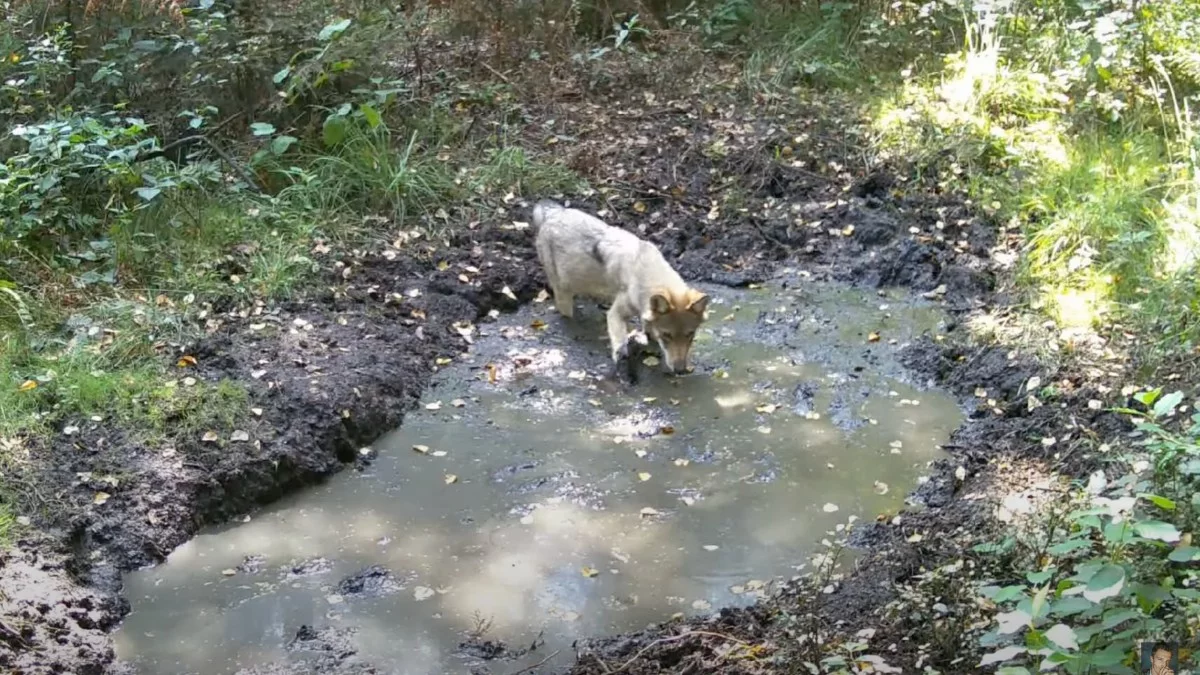 Młody wilk goni żabę. Niezwykłe spotkanie w leśnych ostępach [WIDEO] - Zdjęcie główne