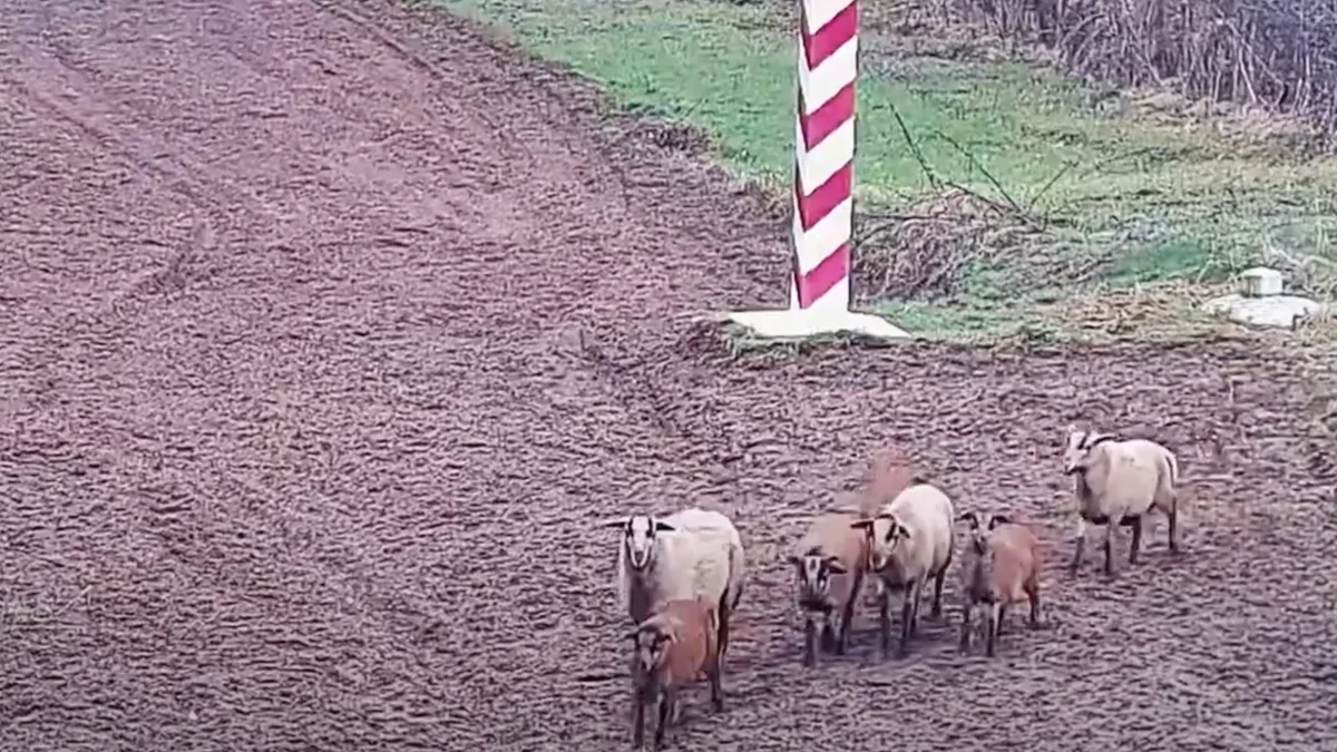 Zagraniczna wyprawa owiec. Na bieszczadzkim odcinku granicy doszło do nietypowego zdarzenia [WIDEO] - Zdjęcie główne