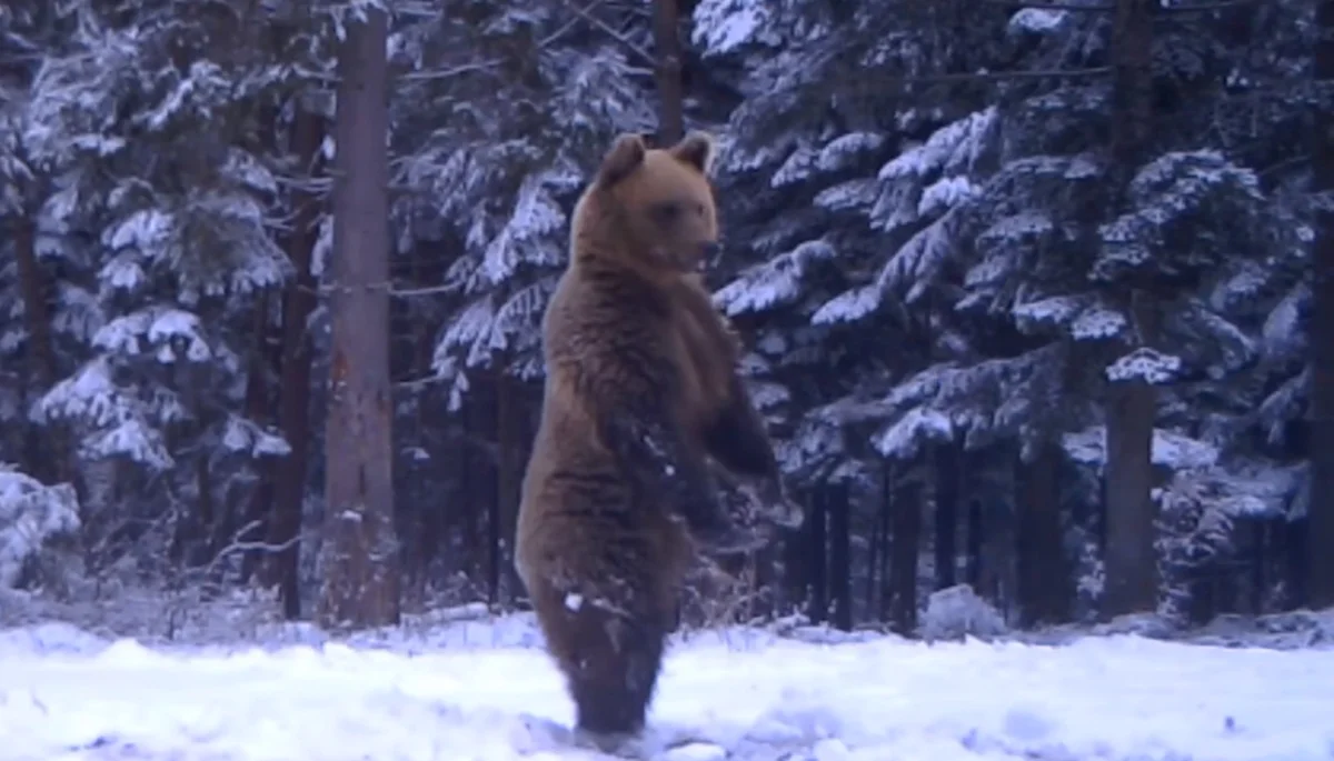 Bieszczady. Niedźwiedź stojący na dwóch łapach nagrany przez fotopułapkę. "Rozgląda się szukając wiosny" [WIDEO] - Zdjęcie główne