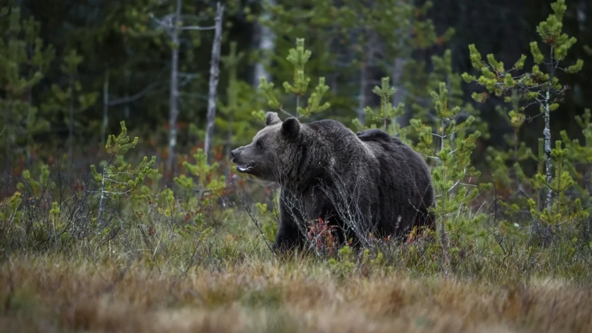 Był to 31. atak niedźwiedzia na człowieka w Bieszczadach. "Drapieżnikom nie przeszkadza bliskość ludzi" - Zdjęcie główne