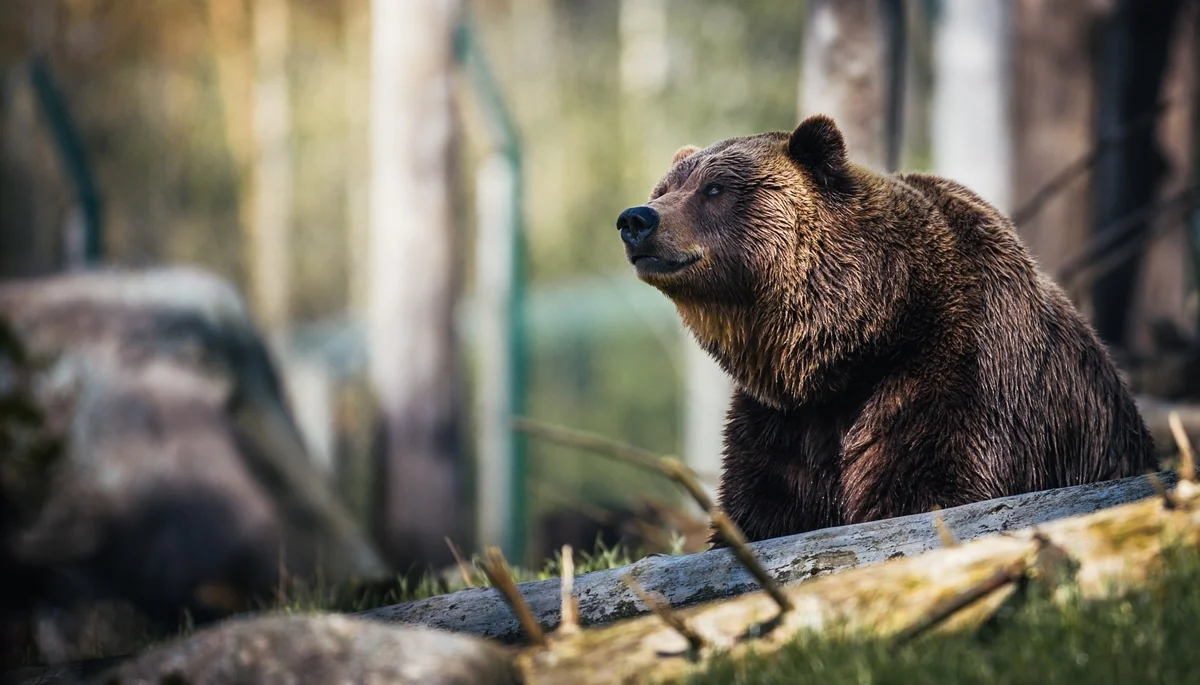 Bieszczady. 46-letnia mieszkanka Wetliny ofiarą ataku niedźwiedzia. Jak zachować się w przypadku spotkania z tym drapieżnikiem? - Zdjęcie główne