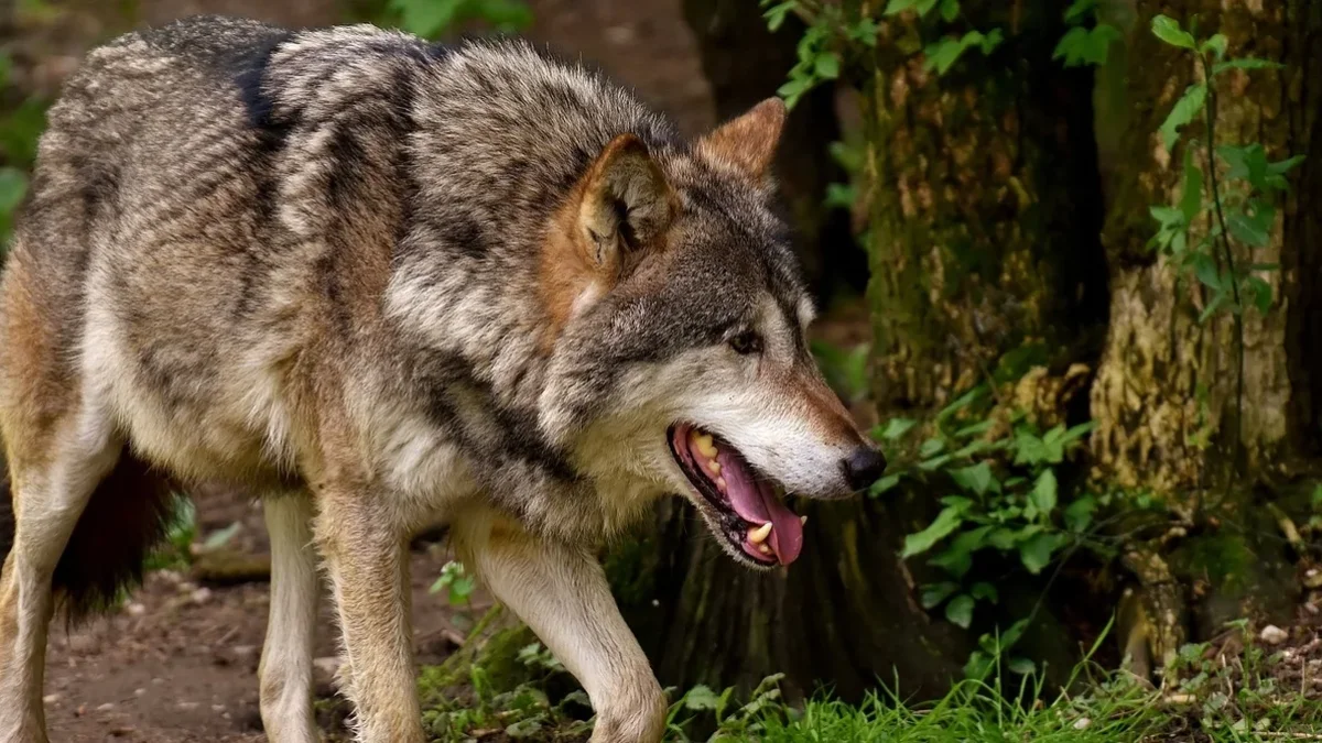 Wilki na terenie gminy Ustrzyki Dolne. Jest zgoda na płoszenie i niepokojenie zwierząt - Zdjęcie główne