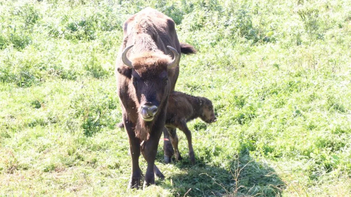 W zagrodzie pokazowej w Mucznem przyszedł na świat kolejny żubr. To już czwarty w tym roku - Zdjęcie główne