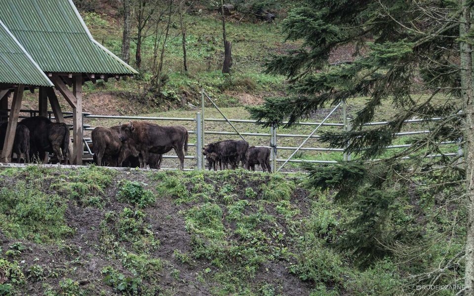 fot.rudeiczrne / Co ciekawe, w stadach żubrów, to samica rządzi stadem