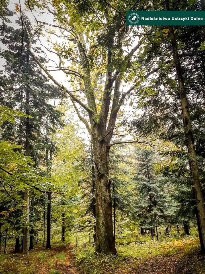 Nadleśnictwo Ustrzyki Dolne / Dąb bezszypułkowy (Quercus petraea (Matt.) Liebl.). Obwód pnia 340 cm - Leśnictwo Leszczowate