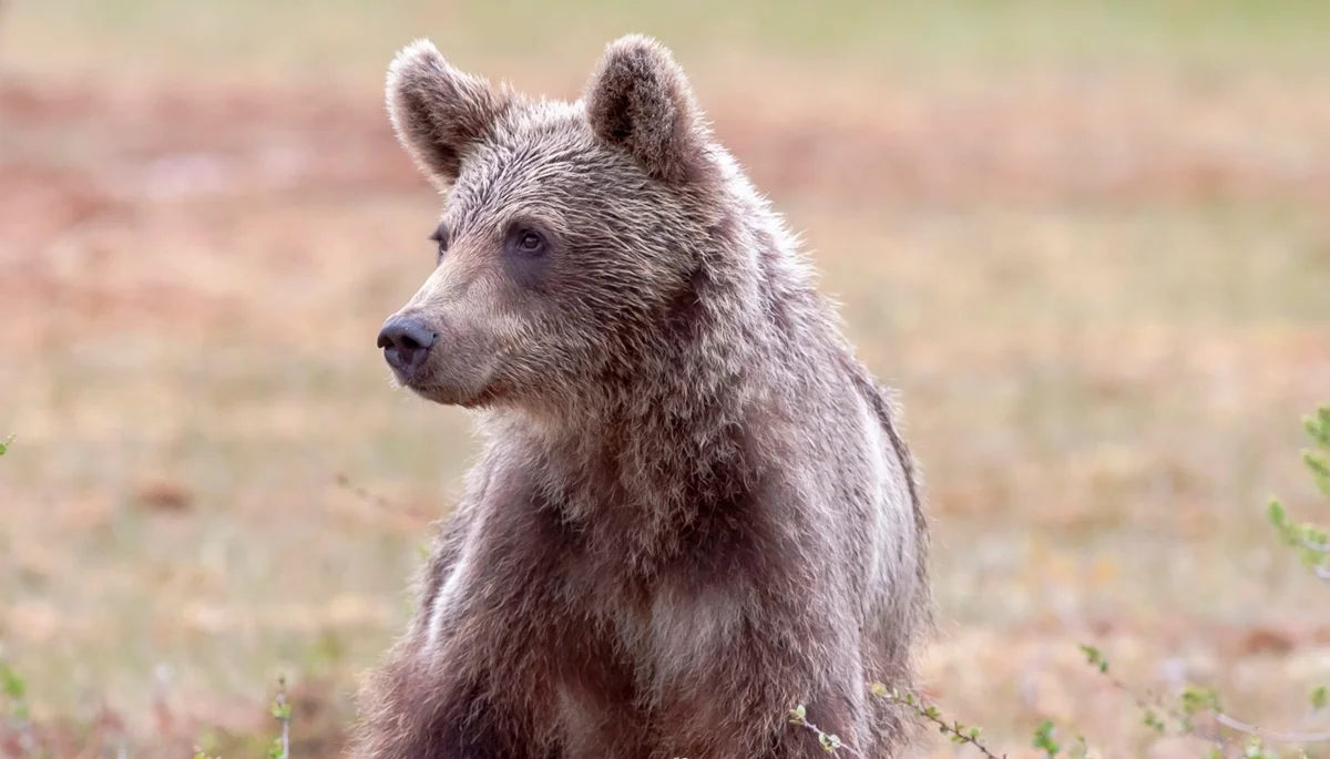 Na terenie gminy Solina pojawiły się kolejne niedźwiedzie. Wójt ostrzega i podejmie kroki w celu eliminacji - Zdjęcie główne
