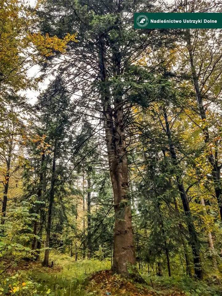 Nadleśnictwo Ustrzyki Dolne / Jodła pospolita, biała (Abies alba L). Obwód pnia 390 cm – Leśnictwo Leszczowate