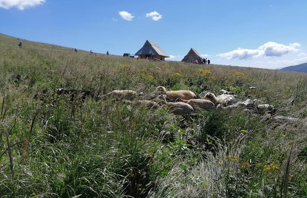 Owce przy bacówkach na Połoninie Wetlińskiej - Zdjęcie główne
