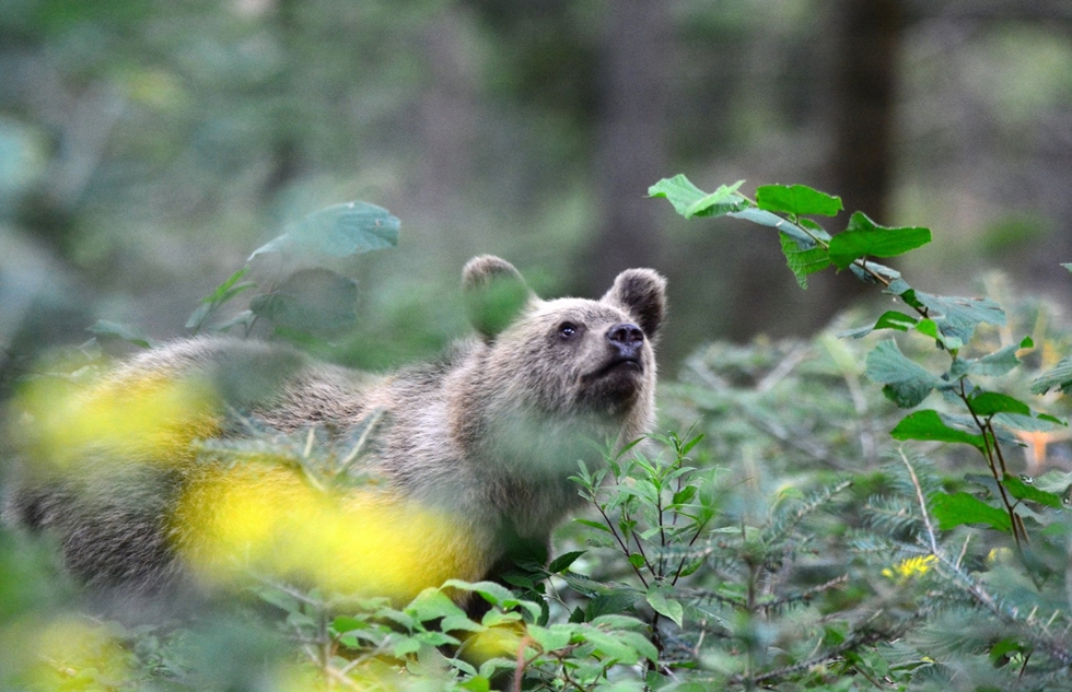 Niedźwiadki w starym sadzie w Bieszczadach [VIDEO] - Zdjęcie główne