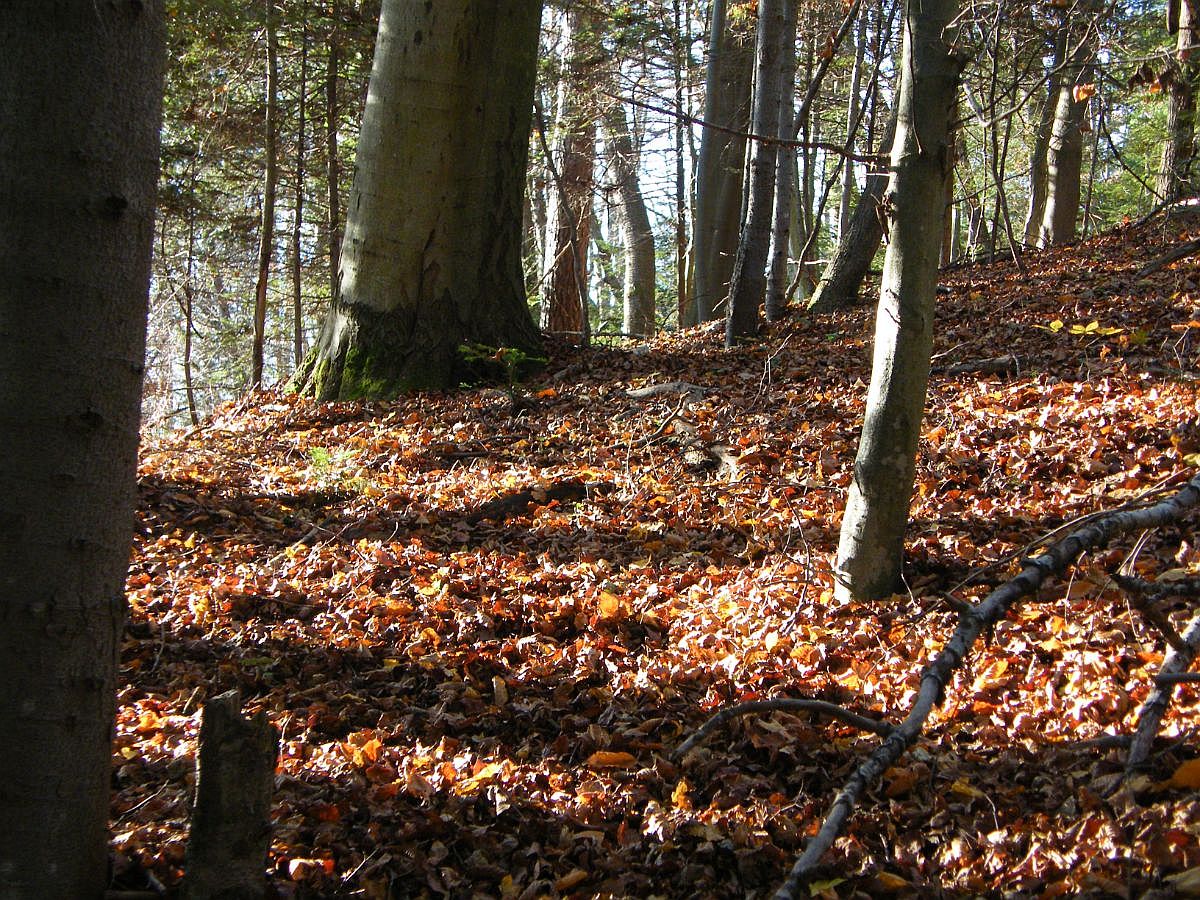 W lesie listopadowym [FOTO] - Zdjęcie główne