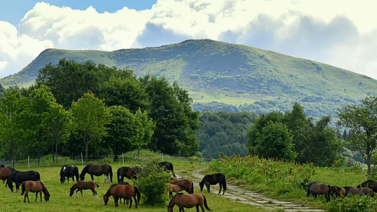 Bieszczady. Pogoda i warunki górskie na dziś. Poniedziałek, 21 sierpnia - Zdjęcie główne