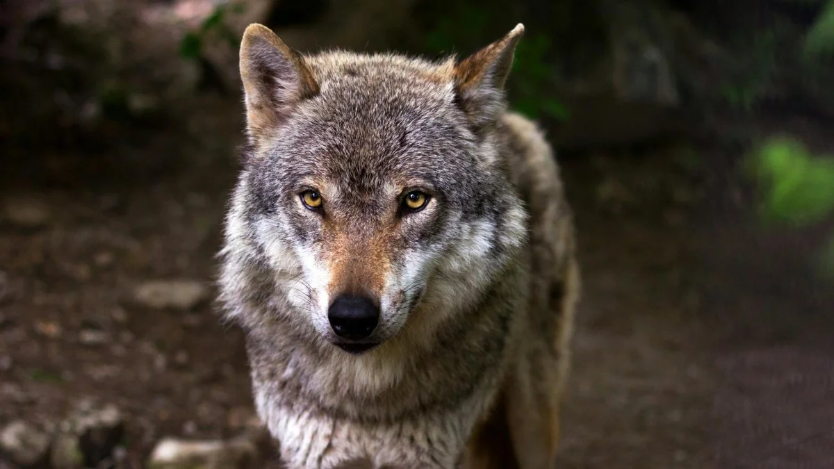 Tak zareagowały jelenie na obecność wilków. Wszystko zostało nagrane [WIDEO] - Zdjęcie główne