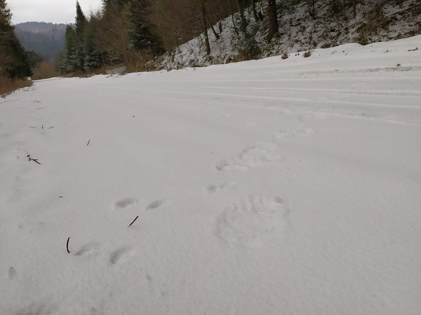 Jak rozpoznać tropy zwierząt na śniegu? [VIDEO] - Zdjęcie główne