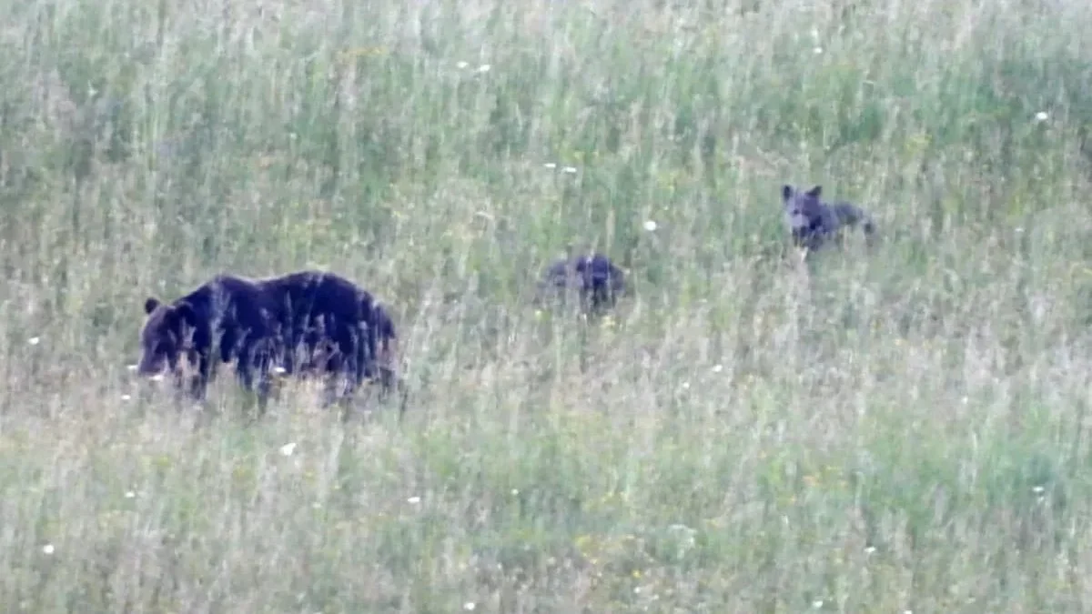 Niedźwiedzia rodzina w okolicach Terki. Spotkanie z naturą w Bieszczadach [ZDJĘCIA] - Zdjęcie główne