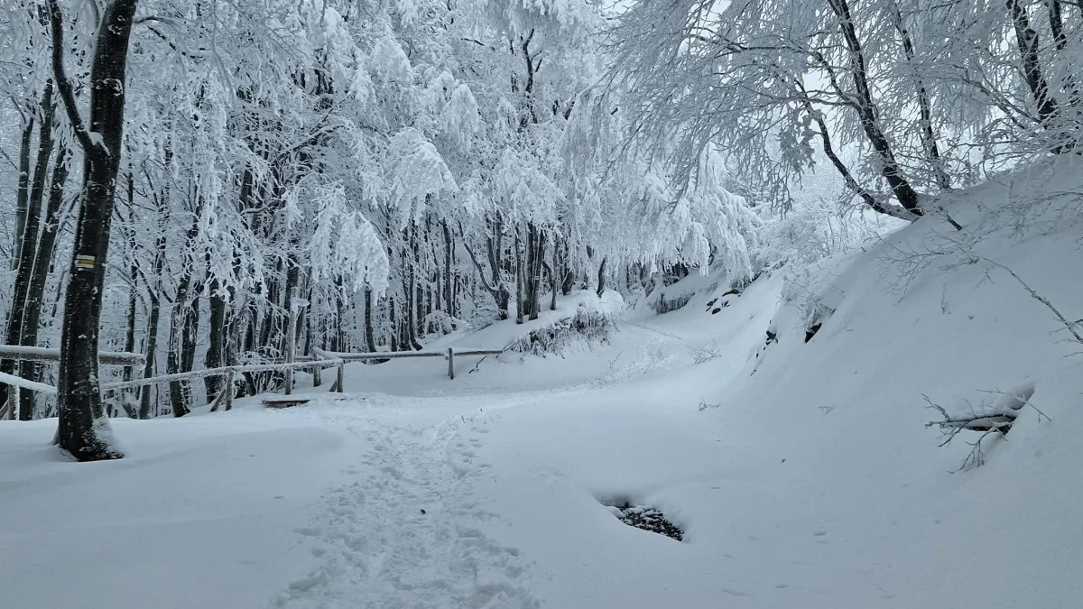 Bieszczady. Pogoda i warunki górskie na dziś. Sobota, 02 grudnia - Zdjęcie główne