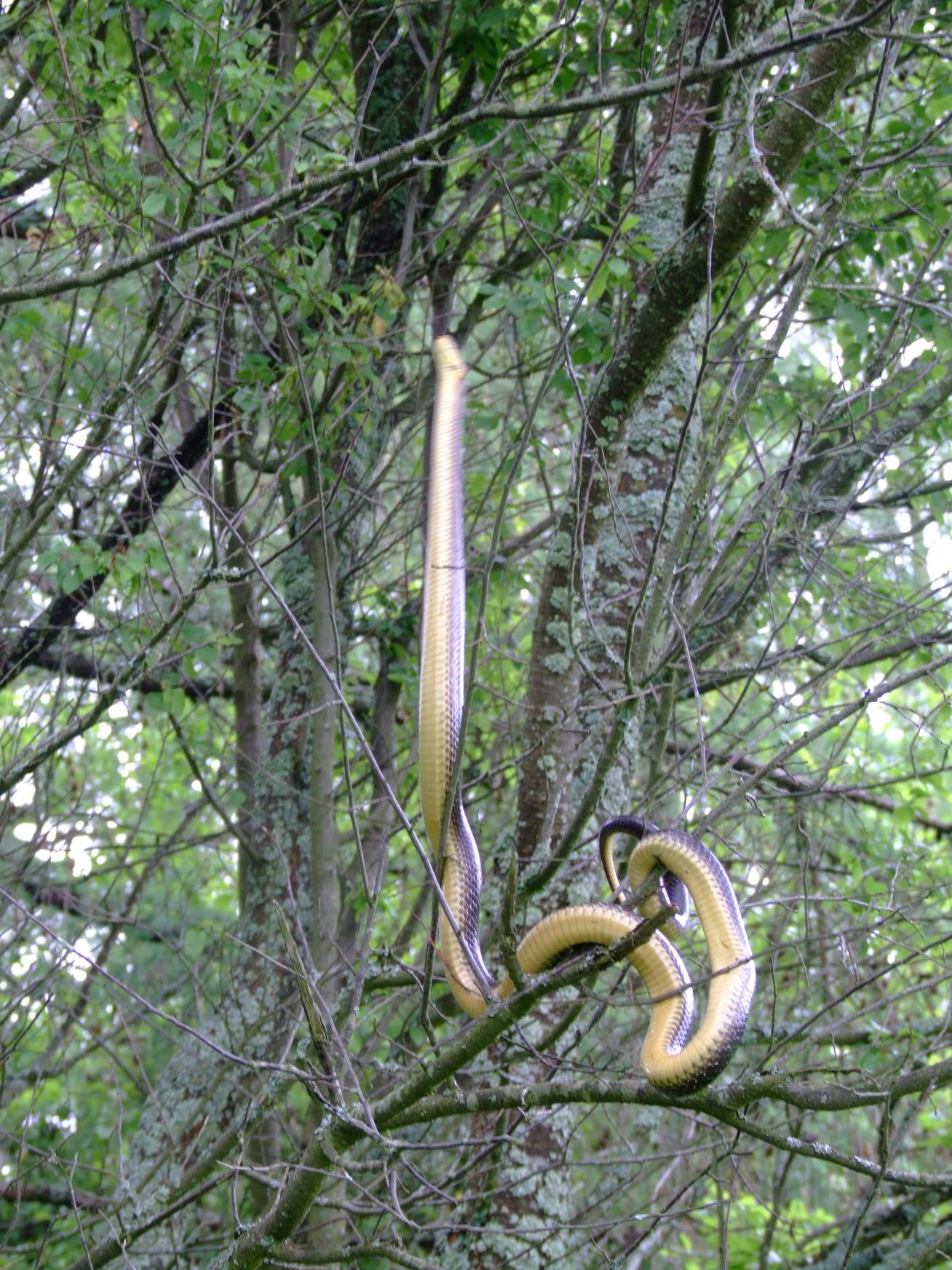 Największy wąż dusiciel żyje w Bieszczadach [FOTO] - Zdjęcie główne