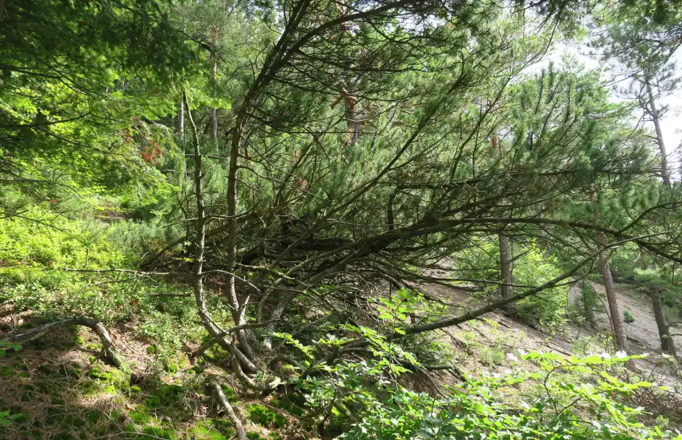 Botaniczne pamiątki Nadleśnictwa Baligród - Zdjęcie główne