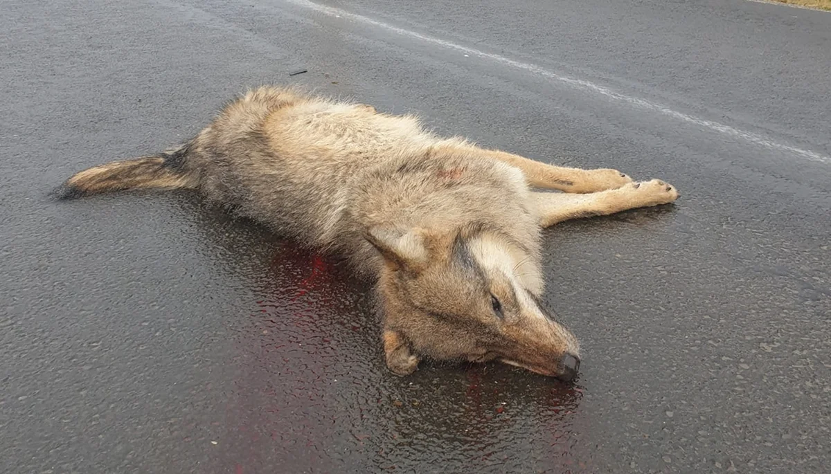 Sakowczyk. Wilk nie przeżył zderzenia z samochodem. Kierowca oddalił się z miejsca wypadku - Zdjęcie główne