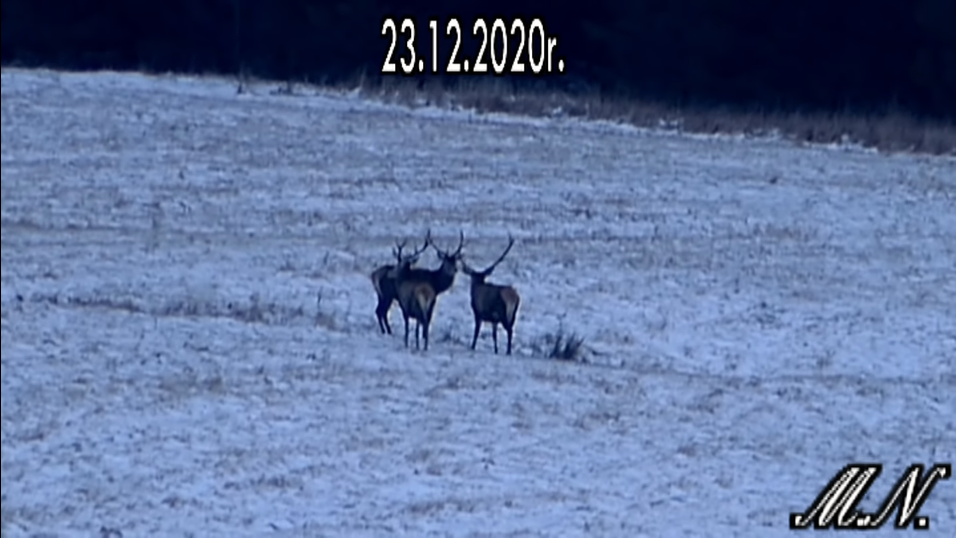 Trzy jelenie spotykają się na bieszczadzkiej polanie - Zdjęcie główne