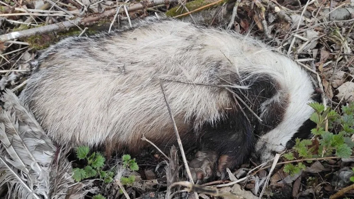 Makabryczne odkrycie w powiecie bieszczadzkim. Niedaleko drogi odnaleziono zabite zwierzęta! - Zdjęcie główne