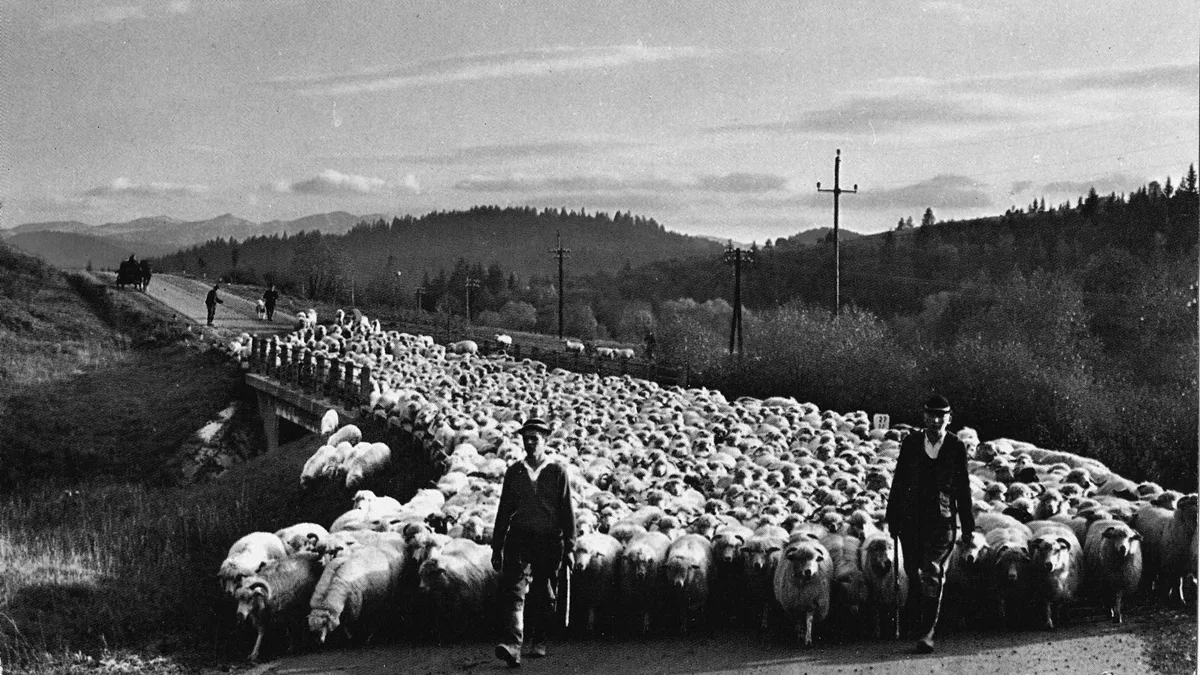 Historia starej fotografii. Czasy, kiedy po Bieszczadach maszerowały spore stada owiec. Na ich czele zawsze szedł baca - Zdjęcie główne