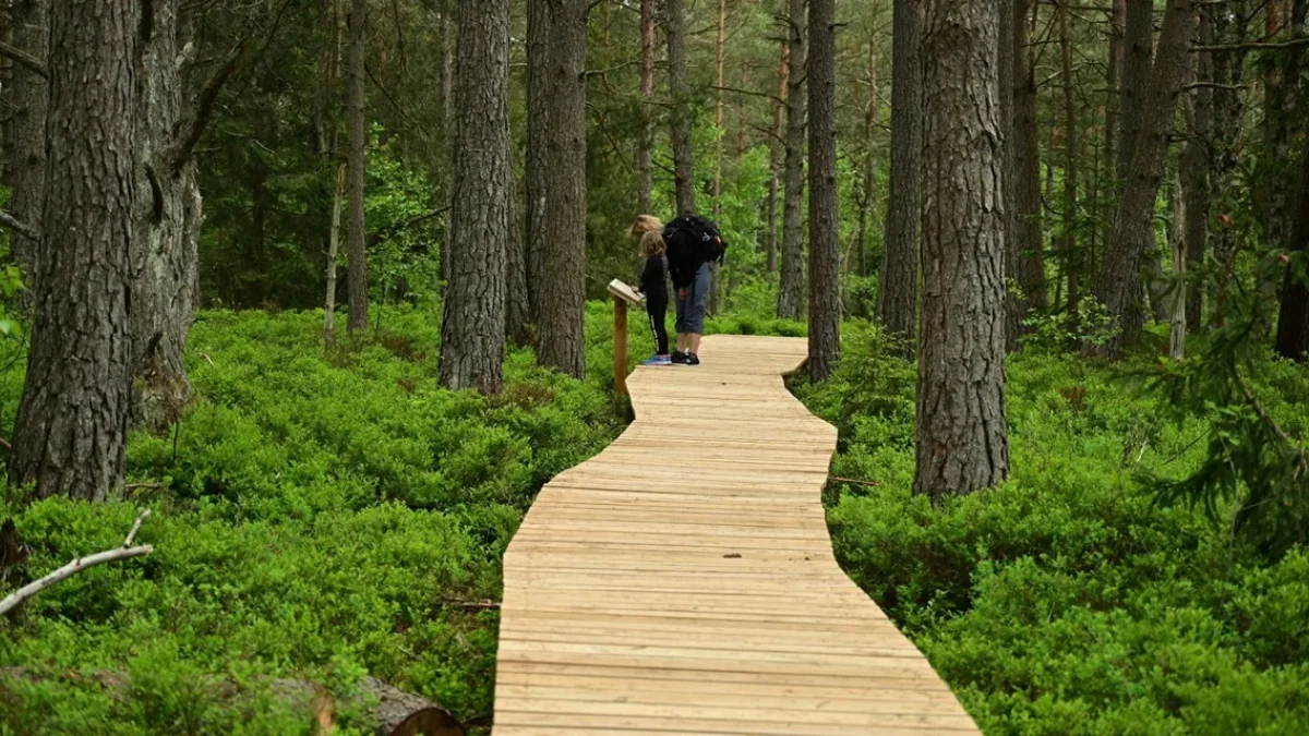 Bieszczadzki Park Narodowy poprawił warunki zwiedzania torfowisk w Tarnawie Niżnej. Zakończono prace przy nowej kładce - Zdjęcie główne