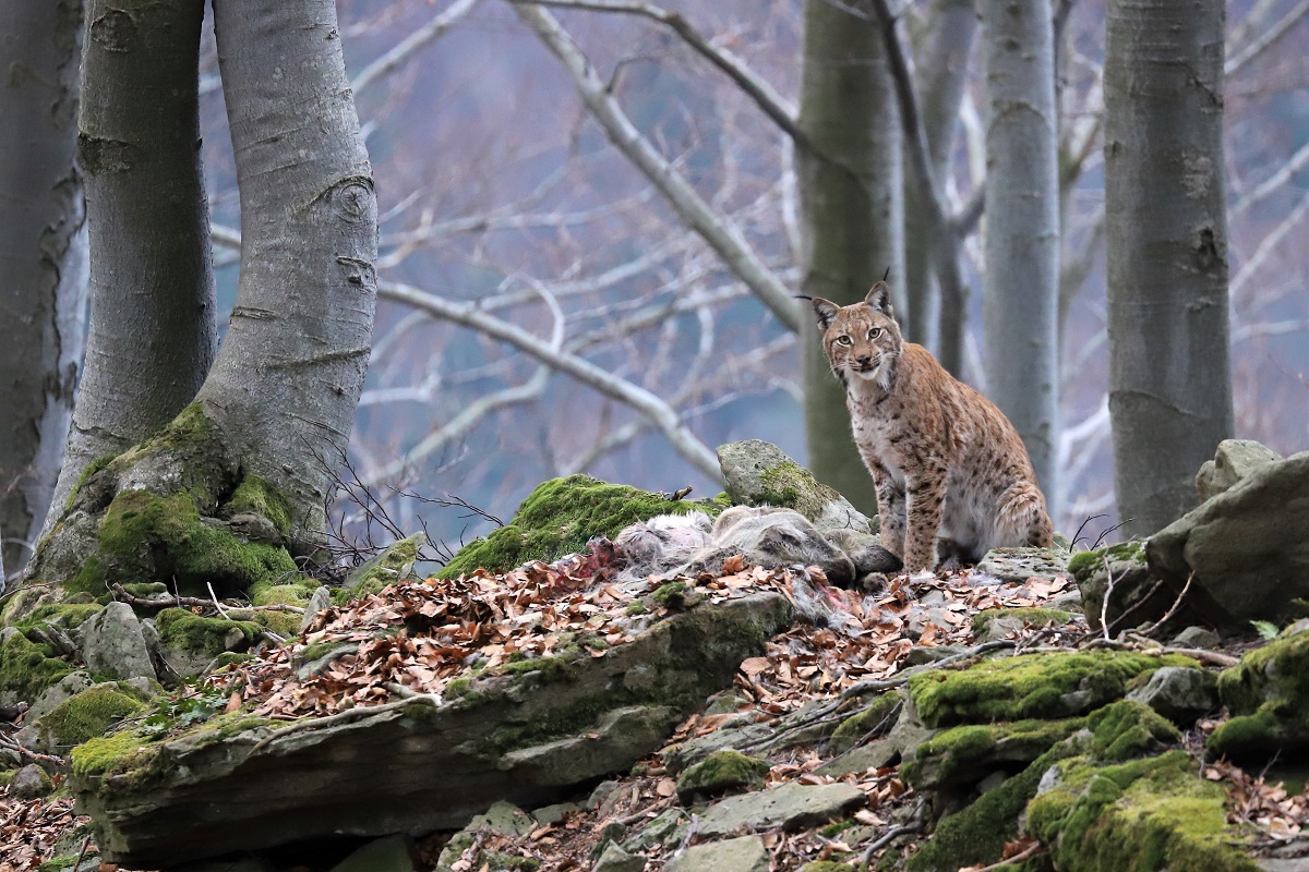 1 miejsce w kategorii "Fauna i flora" - fot.Roman Pasionek