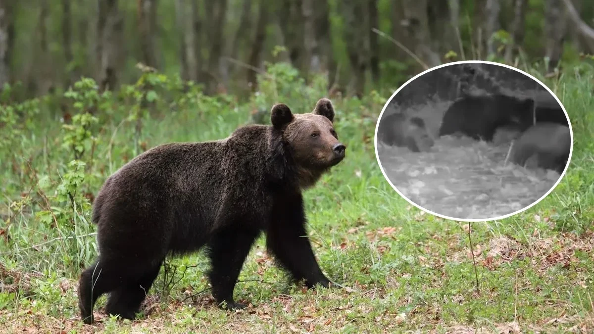 Bieszczady. Niedźwiedzia rodzina nagrała się na fotopułapce. Nocne buszowanie w bieszczadzkim sadzie - Zdjęcie główne