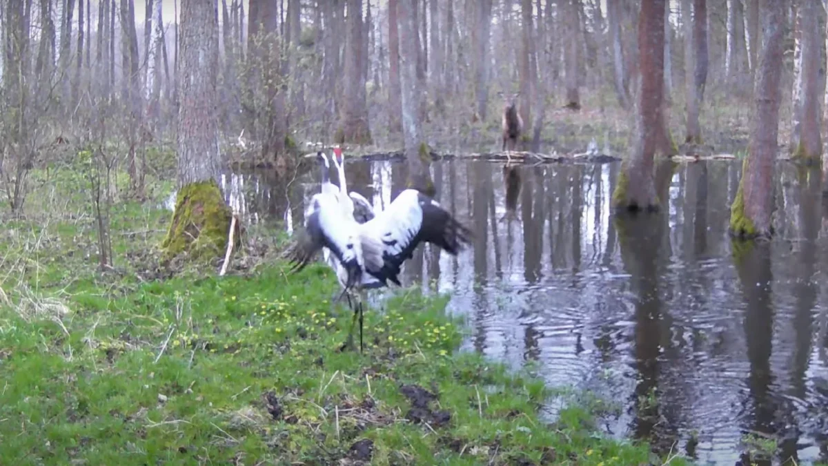 Żurawie tańczyły, a jeleń stał obok i tylko podziwiał. Niezwykłe nagranie z lasu [WIDEO] - Zdjęcie główne