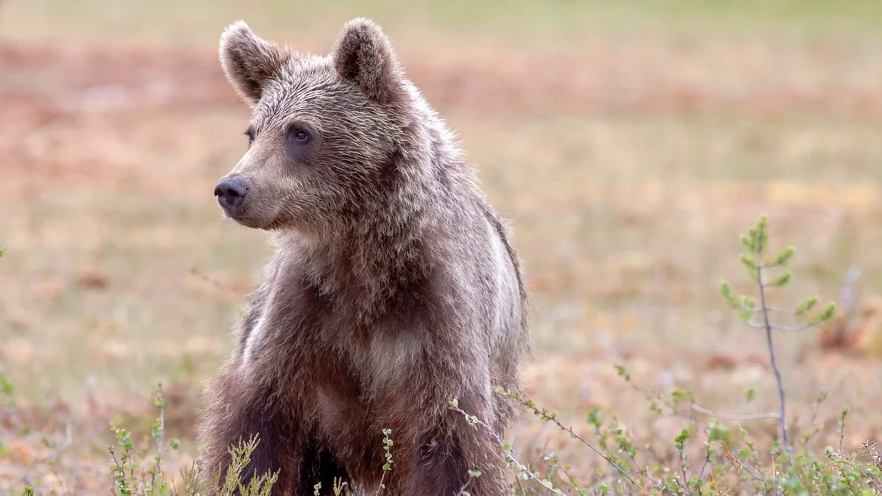 Nadleśnictwo Lutowiska: To aktywiści ekologiczni naruszyli spokój niedźwiedzia i sprowokowali dramatyczną sytuację - Zdjęcie główne
